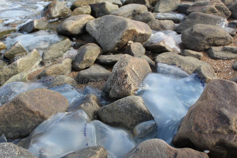 Kornerot transparente Quallen gewaschen oben an der Küste unter den Felsen im Meer Asow lizenzfreie stockfotografie