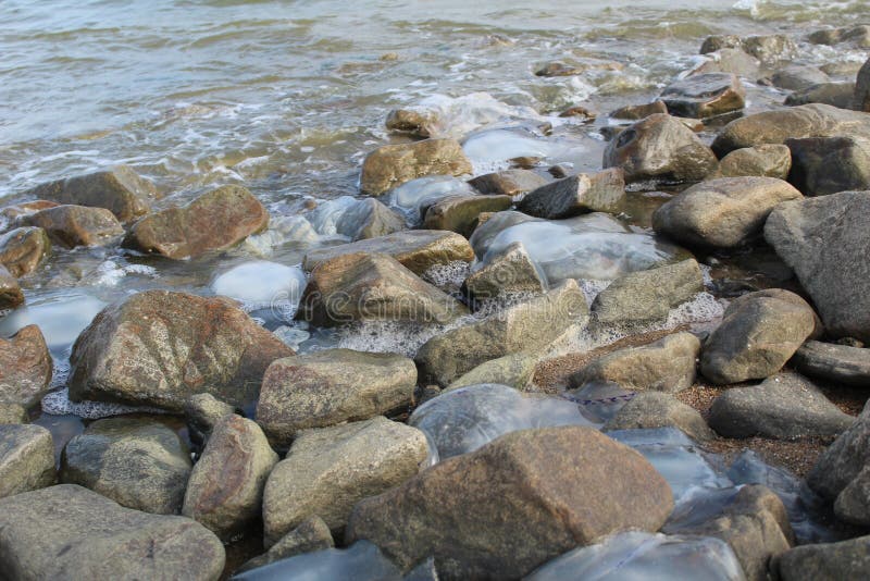 Kornerot transparente Quallen gewaschen oben an der Küste unter den Felsen im Meer Asow stockbild