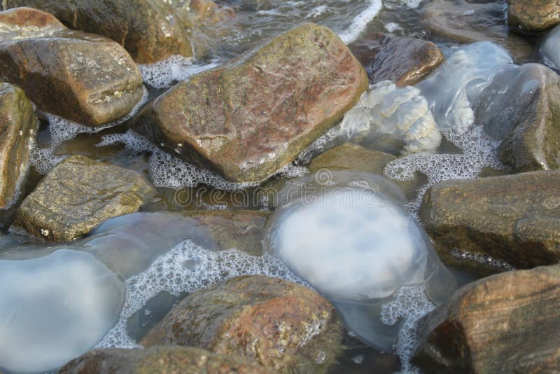 Kornerot transparente Quallen gewaschen oben an der Küste unter den Felsen im Meer Asow lizenzfreie stockfotografie