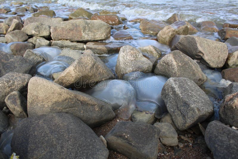 Kornerot transparente Quallen gewaschen oben an der Küste unter den Felsen im Meer Asow stockbilder