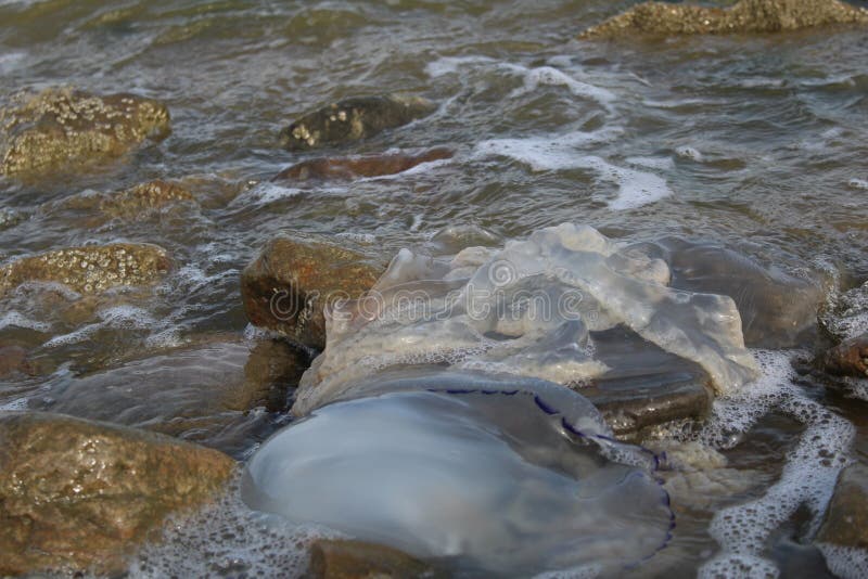 Kornerot transparente Quallen gewaschen oben an der Küste unter den Felsen im Meer Asow lizenzfreie stockfotografie