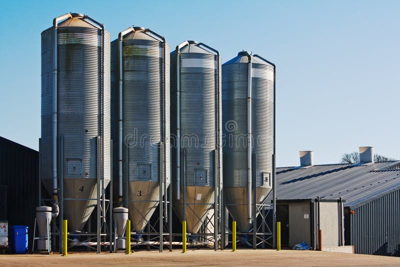 Large scale commercial chicken farm with four grain storage silos for the storage of poultry feed. Large scale commercial chicken farm with four grain storage silos for the storage of poultry feed