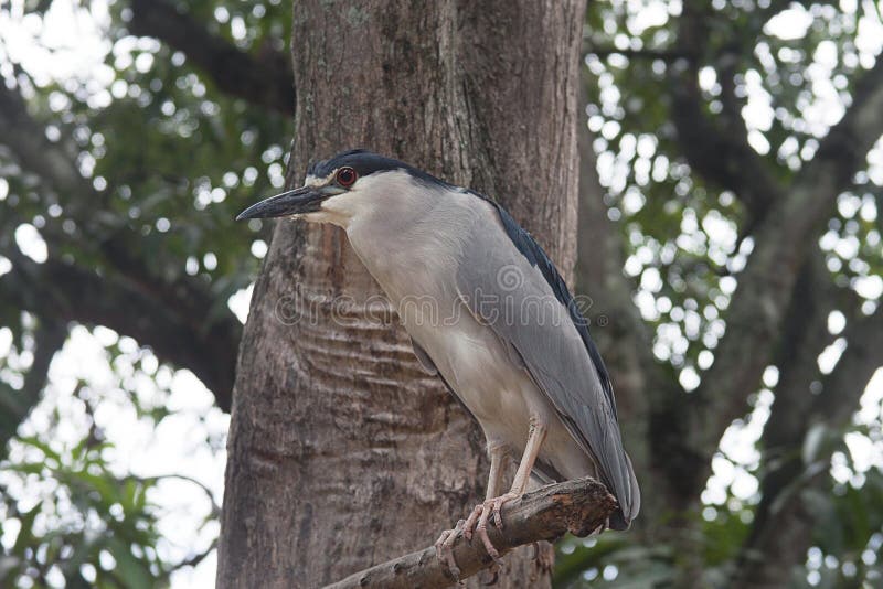 Koronujący nocy czapli Nycticorax nycticorax w Caracas obrazy stock Koronujący nocy czapli Nycticorax nycticorax w Caracas obrazy stock