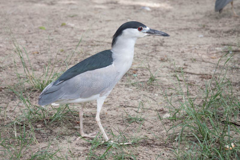 Koronujący nocy czapli Nycticorax nycticorax w Caracas obrazy stock Koronujący nocy czapli Nycticorax nycticorax w Caracas obrazy stock
