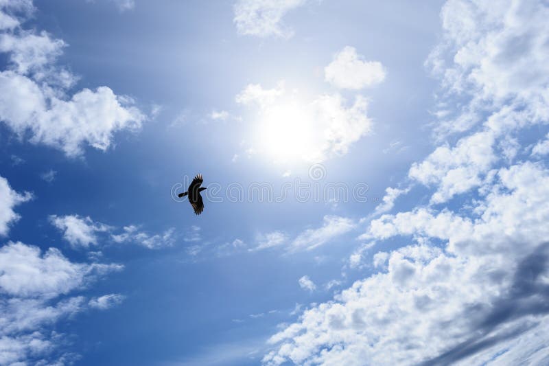 Korpsvart eller galande i den blåa himlen royaltyfri bild Korpsvart eller galande i den blåa himlen royaltyfri bild
