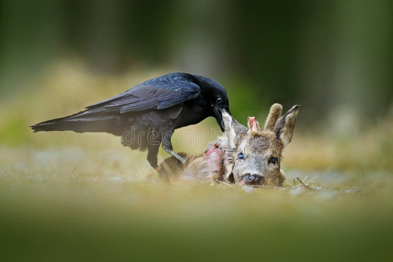 Korpsvart med den döda europén Roe Deer, kadaver i skogsvartfågeln med huvudet på skogvägen Djur behavir, matande sce royaltyfri fotografi Korpsvart med den döda europén Roe Deer, kadaver i skogsvartfågeln med huvudet på skogvägen Djur behavir, matande sce royaltyfri fotografi