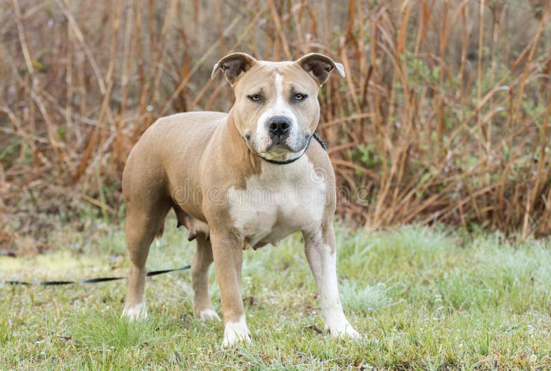Korpulentny amerykanina Staffordshire Pitbull Terrier pies zdjęcia stock Korpulentny amerykanina Staffordshire Pitbull Terrier pies zdjęcia stock