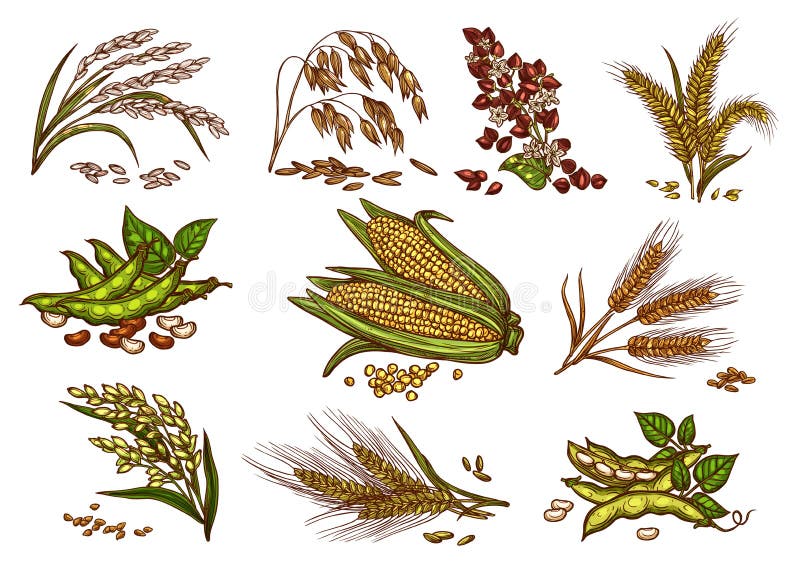 Korrel en graangewassenvector geïsoleerde pictogrammen stock illustratie Korrel en graangewassenvector geïsoleerde pictogrammen stock illustratie