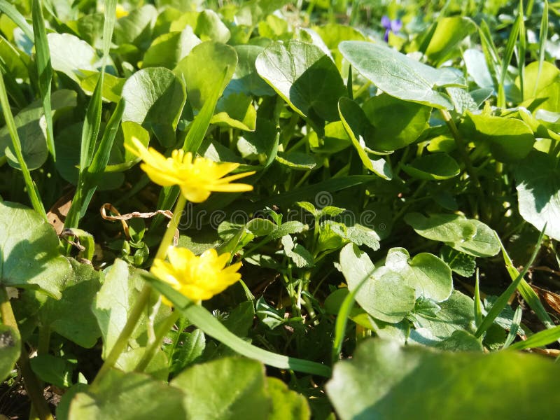 Kors, runda vårsidor och gula blommor i en solig äng royaltyfria foton Kors, runda vårsidor och gula blommor i en solig äng royaltyfria foton