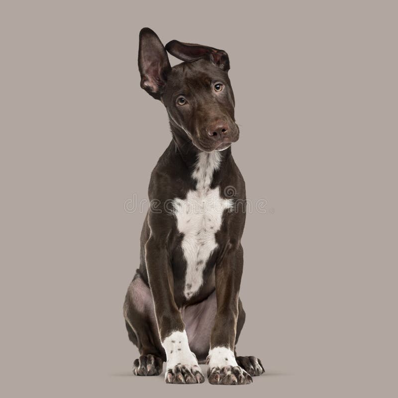 Korsa hundvalpsammanträde på en brun bakgrund arkivbild Korsa hundvalpsammanträde på en brun bakgrund arkivbild
