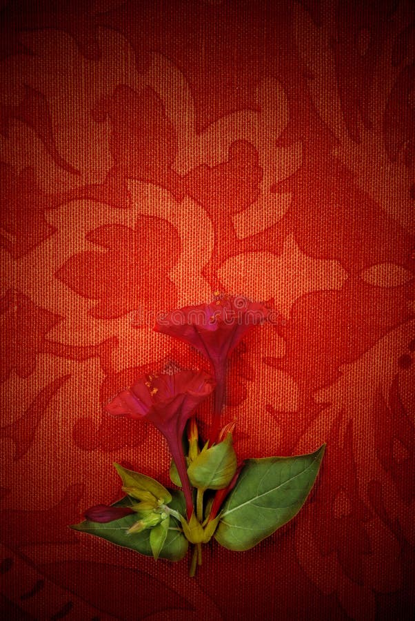 Kort, röd passion och blomma royaltyfri foto Kort, röd passion och blomma royaltyfri foto