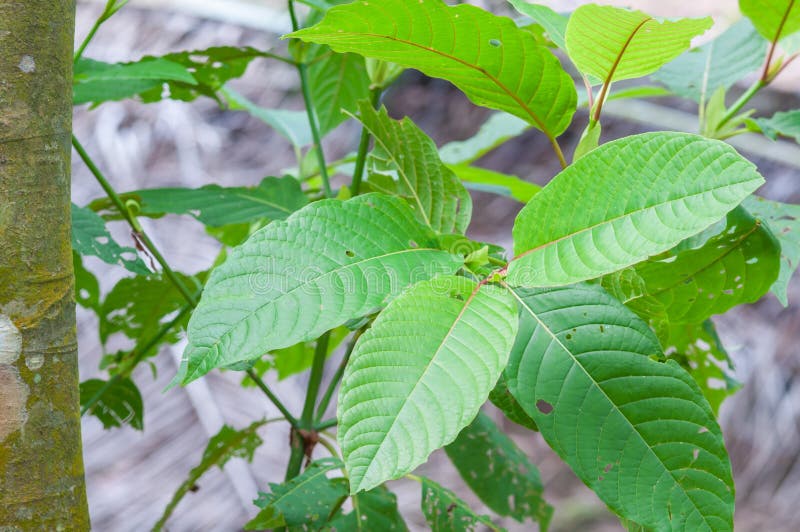 Korth di speciosa di Mitragyna (kratom) una droga dalla pianta fotografie stock libere da diritti Korth di speciosa di Mitragyna (kratom) una droga dalla pianta fotografie stock libere da diritti
