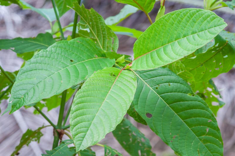 Korth di speciosa di Mitragyna (kratom) una droga dalla pianta immagini stock libere da diritti Korth di speciosa di Mitragyna (kratom) una droga dalla pianta immagini stock libere da diritti