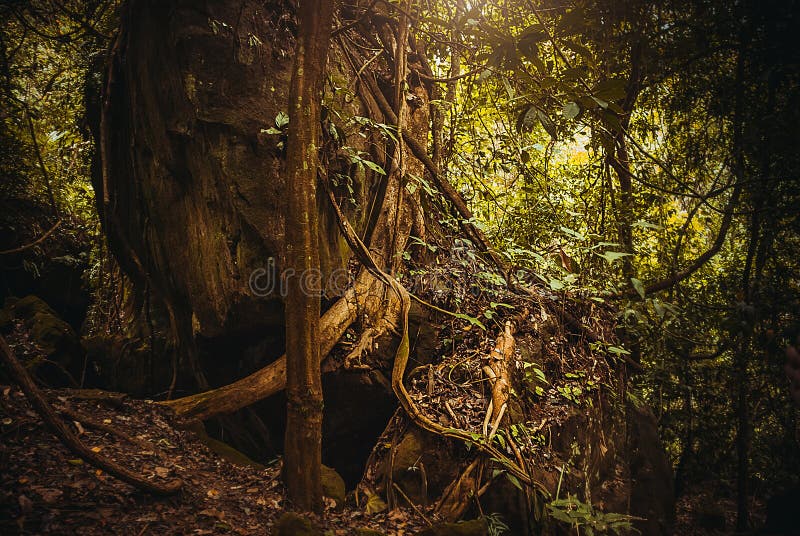 Korzenie drzewa w dżungli Natura lasu tropikalnego tropikalnego lasu deszczowego Tropikalny krajobraz Malezja, Borneo, Sabah zdjęcie stock Korzenie drzewa w dżungli Natura lasu tropikalnego tropikalnego lasu deszczowego Tropikalny krajobraz Malezja, Borneo, Sabah zdjęcie stock