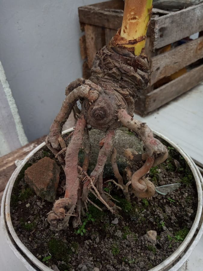 Korzenie kokosowe bonsai. Korzenie kokosowe sadzone w doniczkach