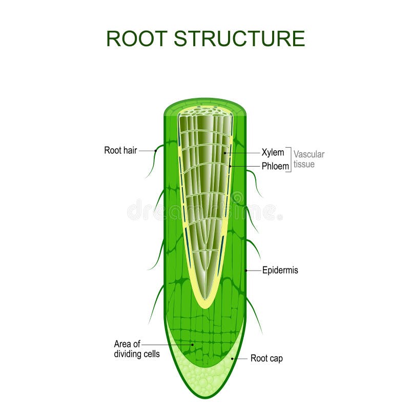 Korzeniowa struktura Rośliny anatomia