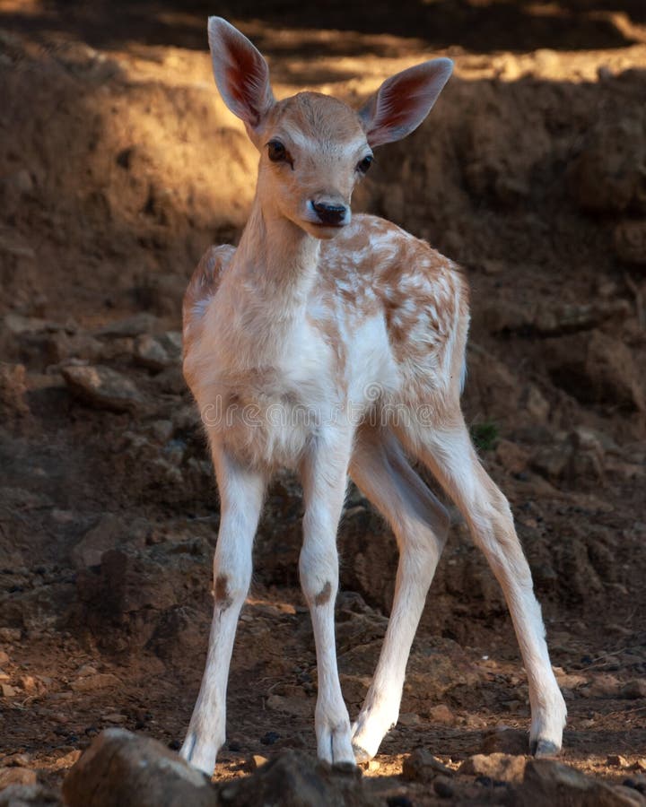 Fawn (Baby deer) stock image. Image of mastihari, enjoy 241495167