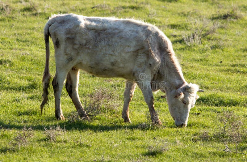 Koskrubbsåret betar på på naturen arkivfoto Koskrubbsåret betar på på naturen arkivfoto