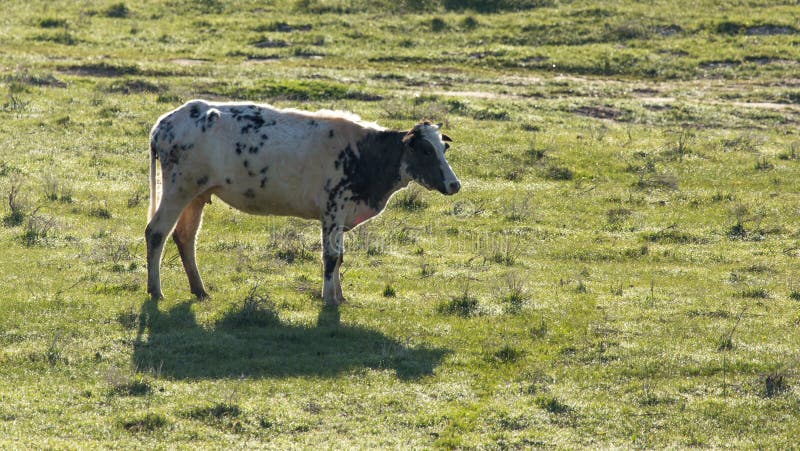 Koskrubbsåret betar på på naturen arkivfoton Koskrubbsåret betar på på naturen arkivfoton