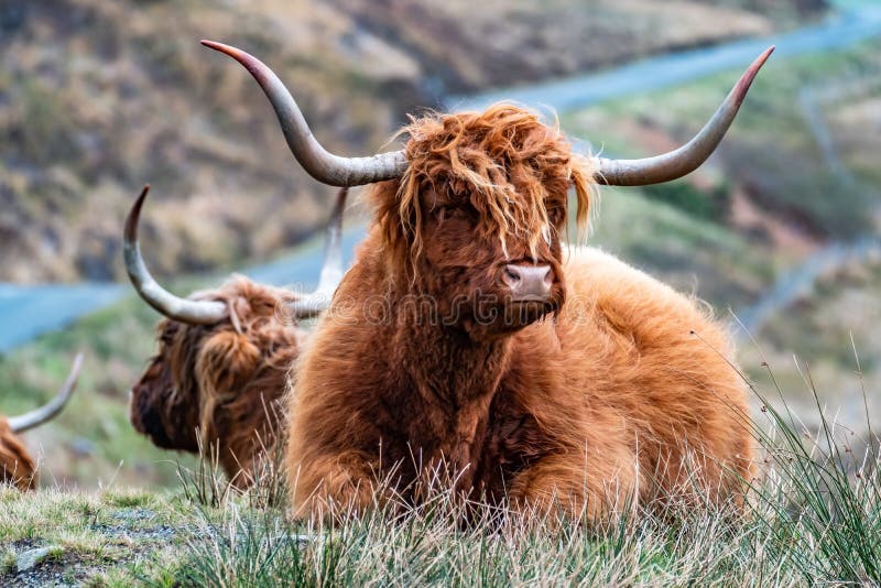 Hairy Scottish Highlander - Highland cattle - next to the road, Isle of Skye. Hairy Scottish Highlander - Highland cattle - next to the road, Isle of Skye.