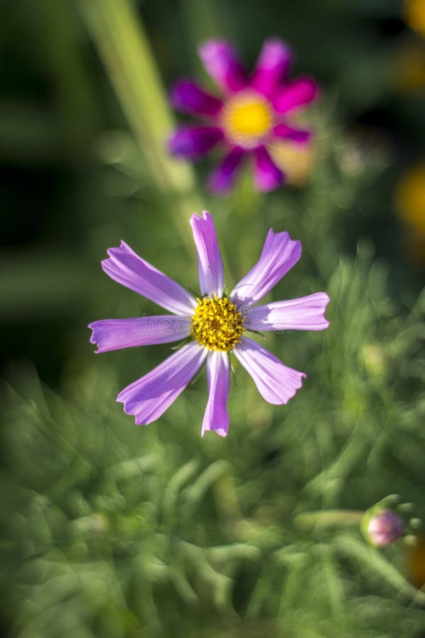 Kosmey, fleurs de cosmos images libres de droits Kosmey, fleurs de cosmos images libres de droits