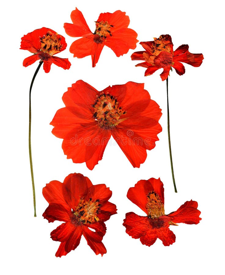 Kosmeya pressé sec, fleurs sensibles de cosmos et pétales d'isolement photos libres de droits Kosmeya pressé sec, fleurs sensibles de cosmos et pétales d'isolement photos libres de droits