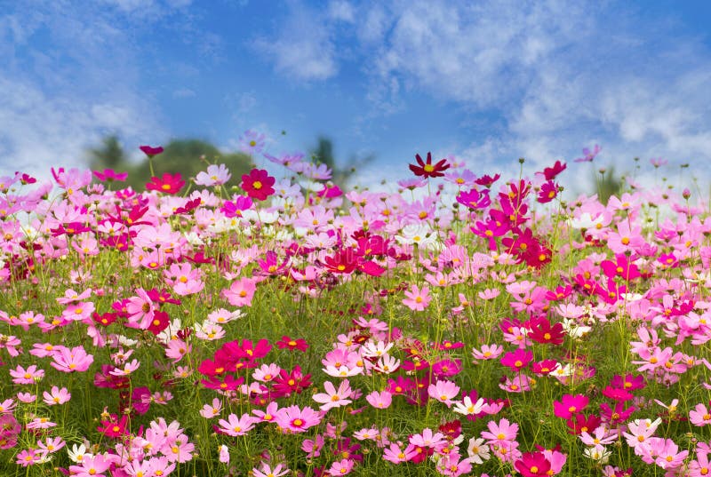 Kosmos-Blumenfeld auf Hintergrund des blauen Himmels, Frühlings-Saison blüht lizenzfreies stockbild Kosmos-Blumenfeld auf Hintergrund des blauen Himmels, Frühlings-Saison blüht lizenzfreies stockbild