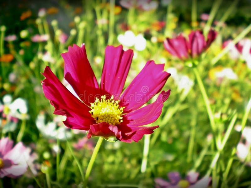 Cosmos is a herbaceous, annual plant, showy flowers and easy to grow. It is erect, branched and shrubby, reaching 0.5 to 2 meters in height according to the range and mode of cultivation. Its leaves are opposite, pinnate, finely divided into linear and threadlike segments, giving a feathery appearance to the foliage. The inflorescence can be single or double, and the chapter is kind, with numerous tiny flowers forming a yellow central disk and peripheral petals with serrated edges. The petals may be rosy, white, red or purple, in plain colors or degradeés these colors, according to the cultive. Cosmos is a herbaceous, annual plant, showy flowers and easy to grow. It is erect, branched and shrubby, reaching 0.5 to 2 meters in height according to the range and mode of cultivation. Its leaves are opposite, pinnate, finely divided into linear and threadlike segments, giving a feathery appearance to the foliage. The inflorescence can be single or double, and the chapter is kind, with numerous tiny flowers forming a yellow central disk and peripheral petals with serrated edges. The petals may be rosy, white, red or purple, in plain colors or degradeés these colors, according to the cultive.