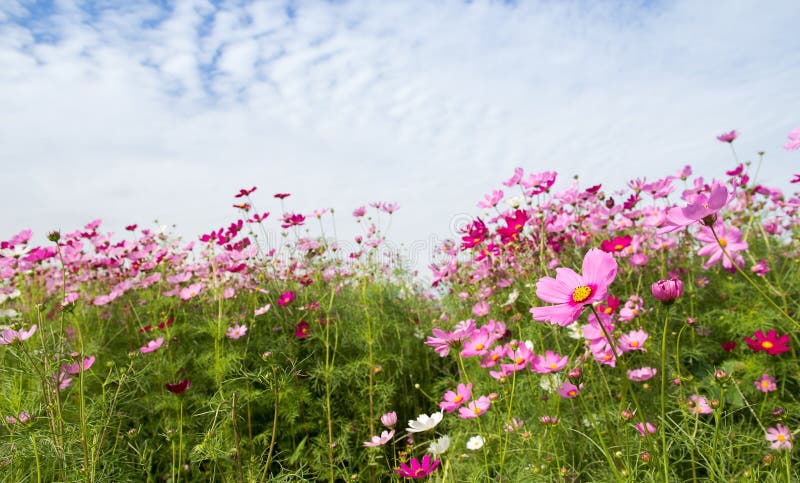 Kosmosblommafältet med blå himmel, vårsäsong blommar arkivfoto Kosmosblommafältet med blå himmel, vårsäsong blommar arkivfoto