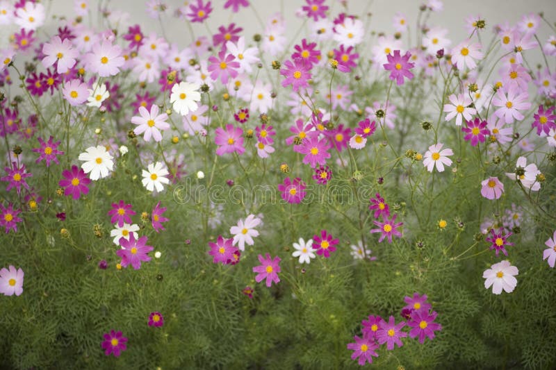Kosmosblumen stockfotos Kosmosblumen stockfotos