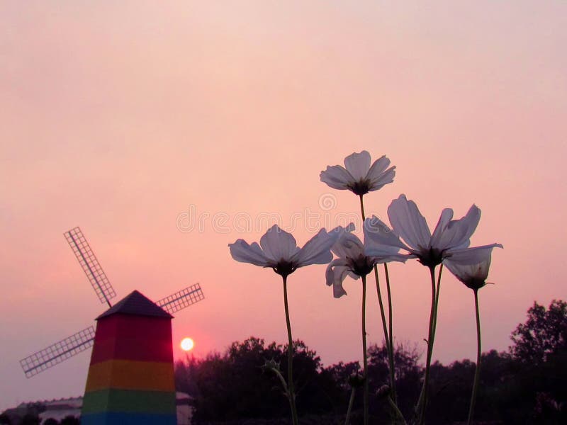 Kosmosblumen mit den Farben des Sonnenunterganghintergrundes lizenzfreie stockfotografie Kosmosblumen mit den Farben des Sonnenunterganghintergrundes lizenzfreie stockfotografie