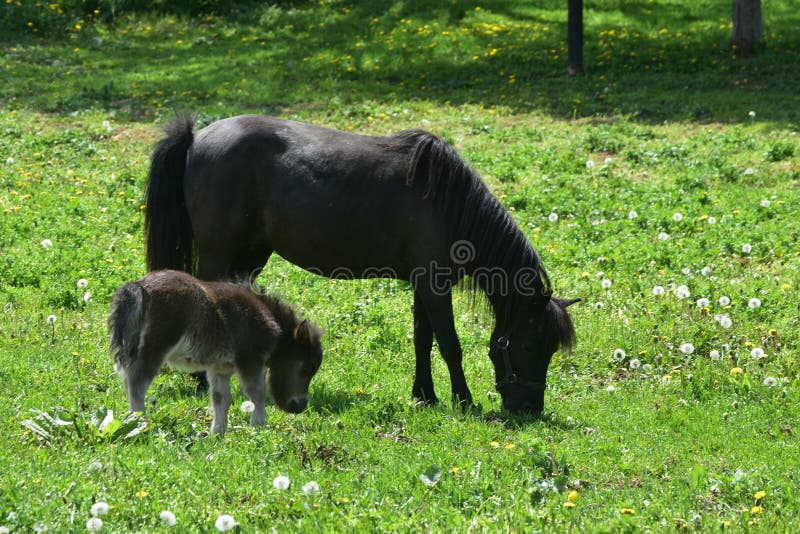 Kostbarer schwarzer Mini Mare Horse mit es ist Baby auf einem Gebiet stockfoto Kostbarer schwarzer Mini Mare Horse mit es ist Baby auf einem Gebiet stockfoto
