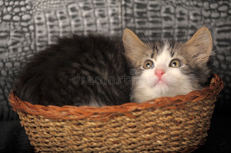 Kotek w koszyku zdjęcia royalty free
