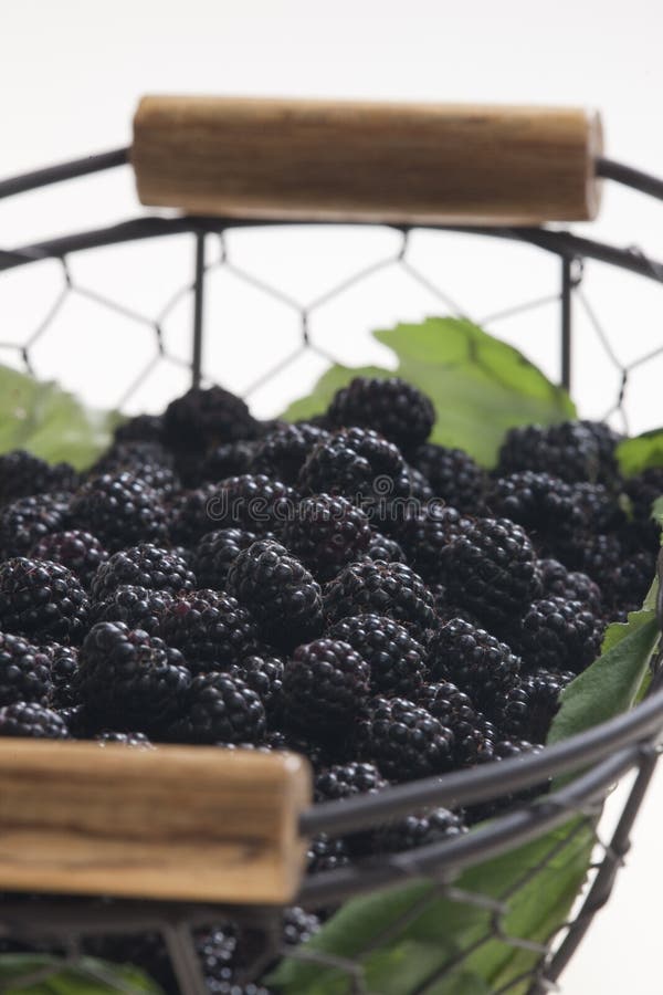 Still life of blackberries in basket. Still life of blackberries in basket