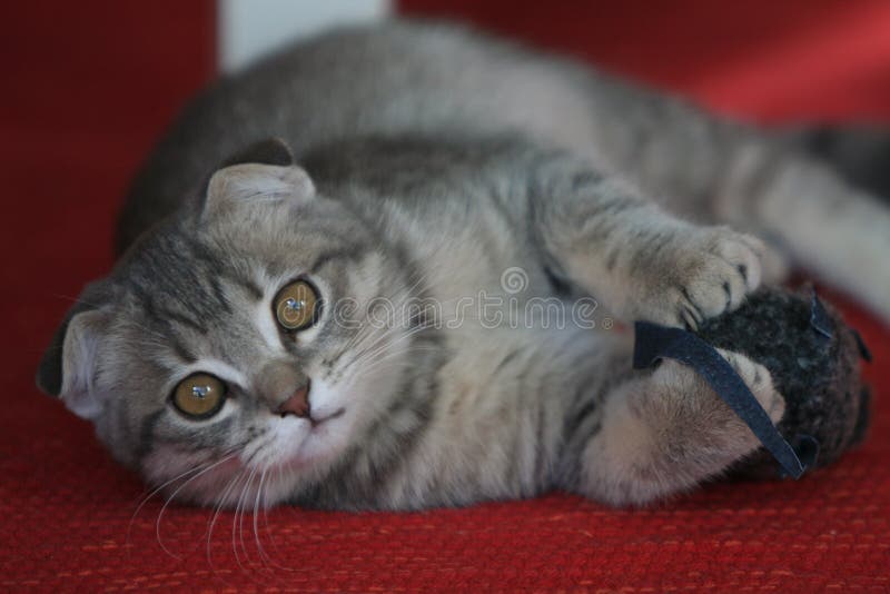 Kot obrazy royalty free