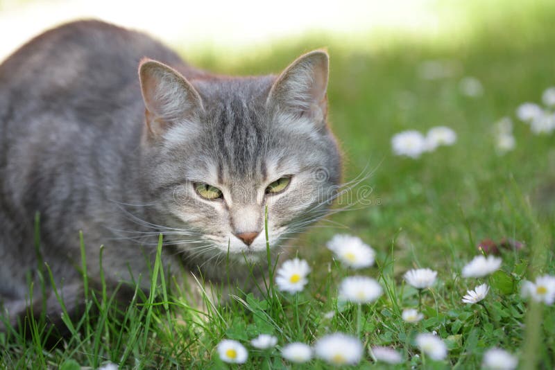 Grey cat (s) with green eyes huunting in the grass. Grey cat (s) with green eyes huunting in the grass