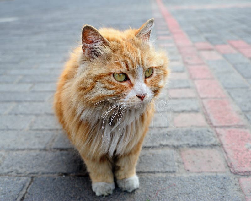 Portrait of a cute little catã€‚. Portrait of a cute little catã€‚