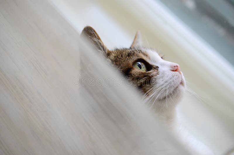 Kot obrazy royalty free