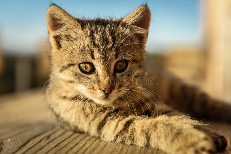Kot fotografia stock