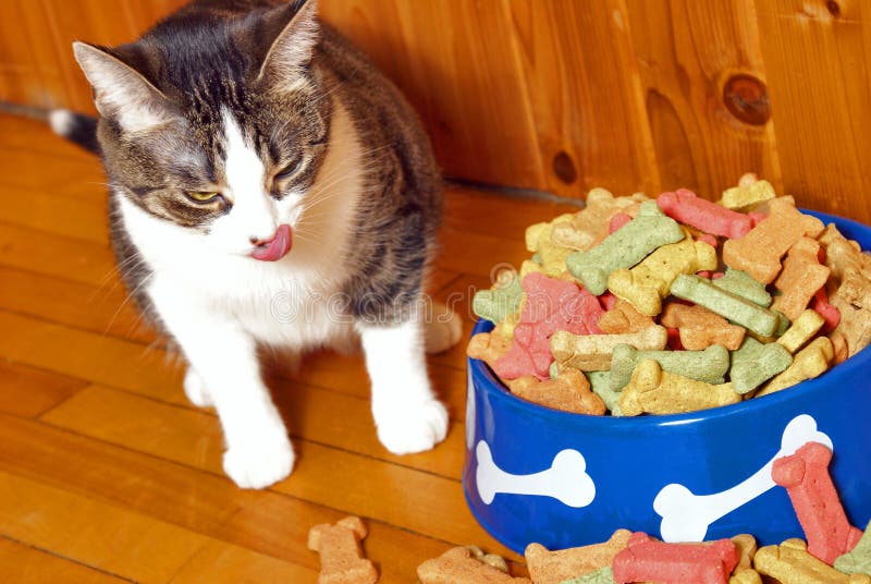 A deceitful cat messes with the dogs treats. A deceitful cat messes with the dogs treats.