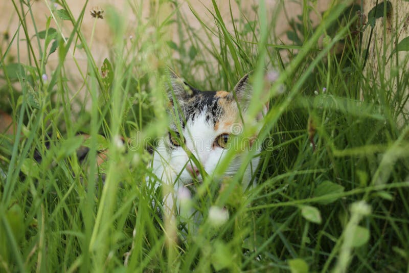 small cute pet cat hiding in tall grass in it& x27;s owners yard crouching and waiting, thailand. small cute pet cat hiding in tall grass in it& x27;s owners yard crouching and waiting, thailand