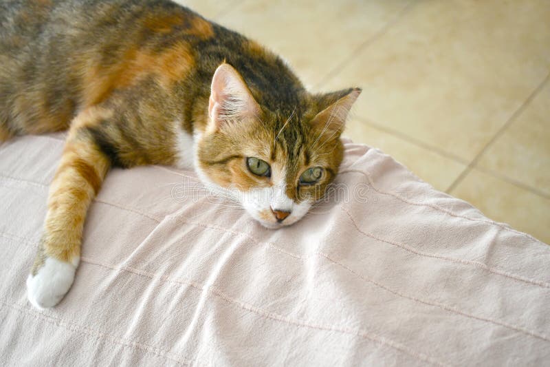 Kot kalico leżący na kanapie w domu. szczęśliwy tabby kot relaksujący się w domu. kot z troskliwą twarzą.