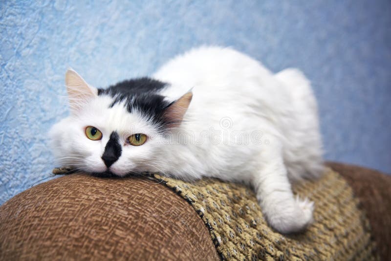 Kot na sofie obraz stock