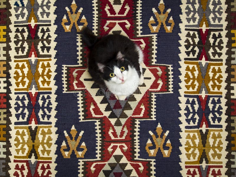 Kot na dywaniku
