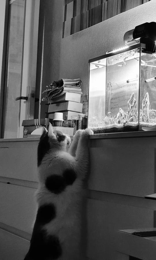 Kot obserwuje ssaka zwierzęcego z akwarium