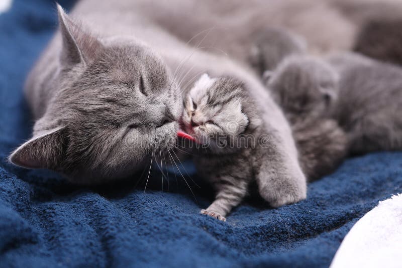 Cute British shorthair babies, newly born with her mother. Cute British shorthair babies, newly born with her mother