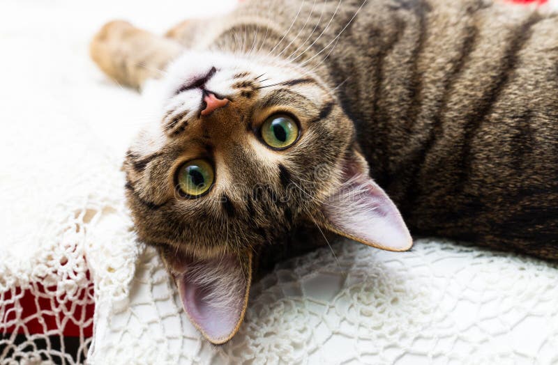 Cat looks upturned eyes, his head thrown back, the cat`s beautiful green eyes yellow eyes. ruddy cat, striped, spotted. On White lace background. Cat looks upturned eyes, his head thrown back, the cat`s beautiful green eyes yellow eyes. ruddy cat, striped, spotted. On White lace background.