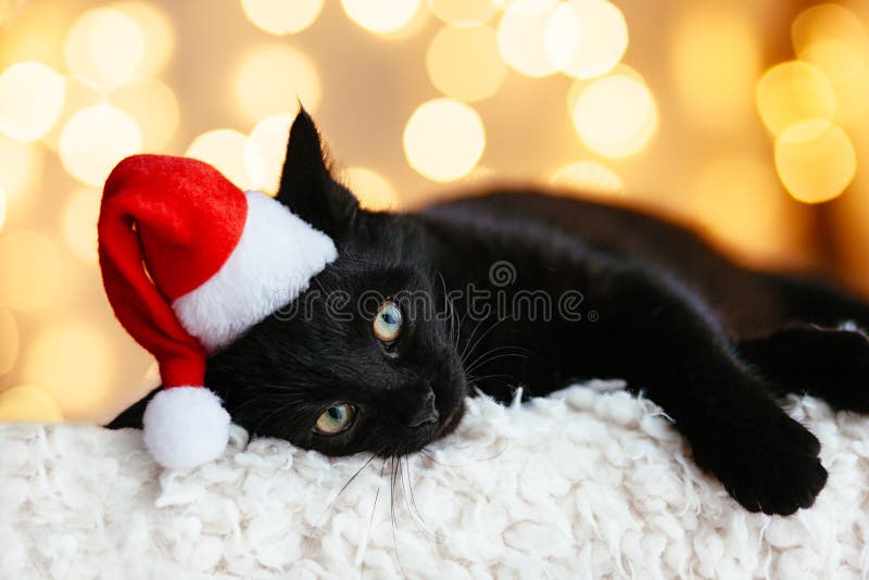 Black cat in Santa hat sitting over holiday lights. Pet`s Christmas concept. Kitten on Xmas studio bokeh background. Black cat in Santa hat sitting over holiday lights. Pet`s Christmas concept. Kitten on Xmas studio bokeh background.