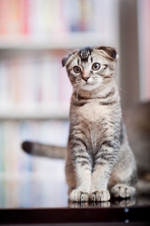 A cute little domestic cat with funny hanging ears sitting and staring. A cute little domestic cat with funny hanging ears sitting and staring.