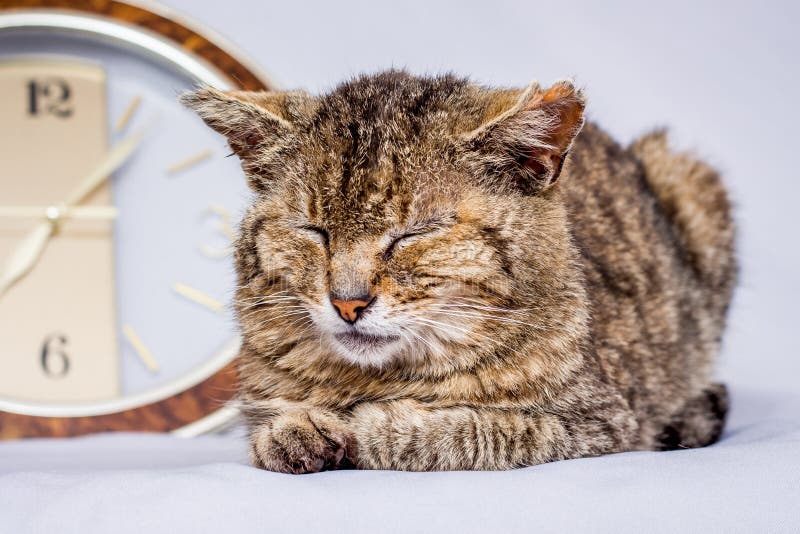 Cat sleeps near clock. Clock shows that it`s time to wake up. Awakening from sleep. Wake up signal. Cat sleeps near clock. Clock shows that it`s time to wake up. Awakening from sleep. Wake up signal